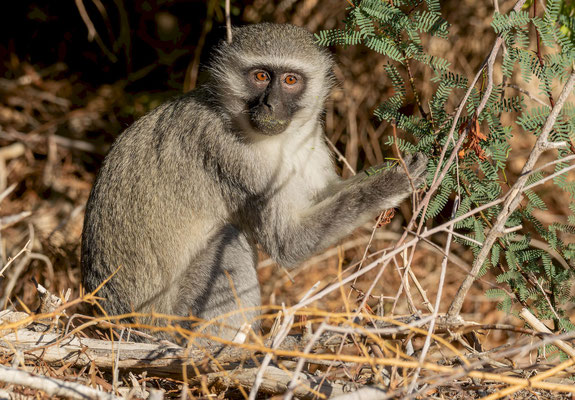 Vervet Monkey (Chlorocebus pygerythrus)