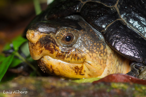 Scorpion mud turtle (Kinosternon scorpioides)