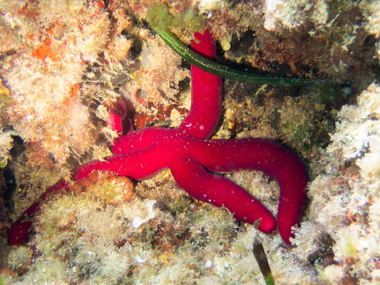 Estrella morada (Ophidiaster ophidianus)