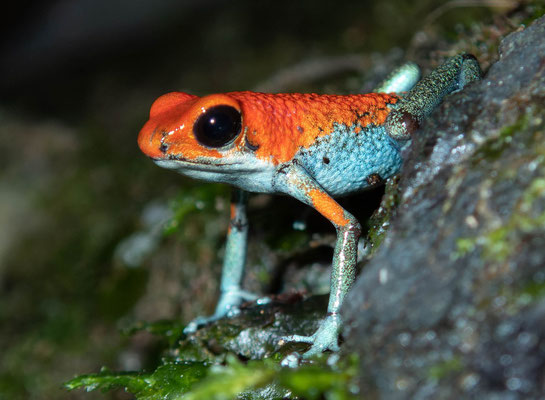 Granular poison frog (Oophaga granulifera)
