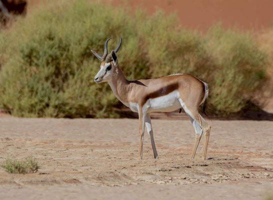 Springbok (Antidorcas marsupialis) in Deadvlei