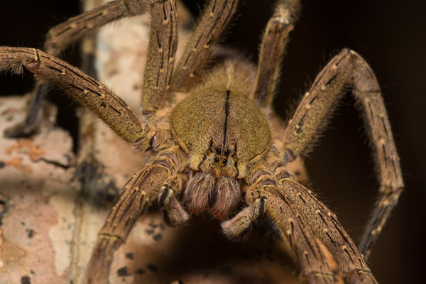 Bolivian wandering spider (Phoenutria boliviensis), one of the most venomous spiders on earth