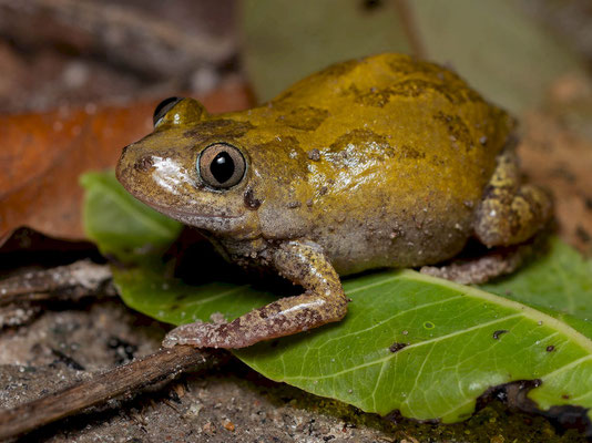 Smiling running frog (Kassina fusca)