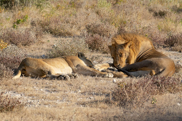 Lion pair (Panthera leo), resting