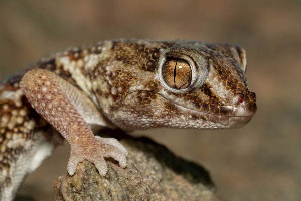 Common Giant Ground Gecko (Chondrodactylus angulifer)