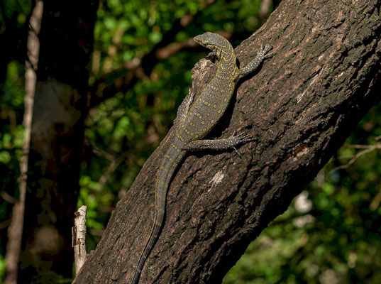 Nile monitor (Varanus niloticus)