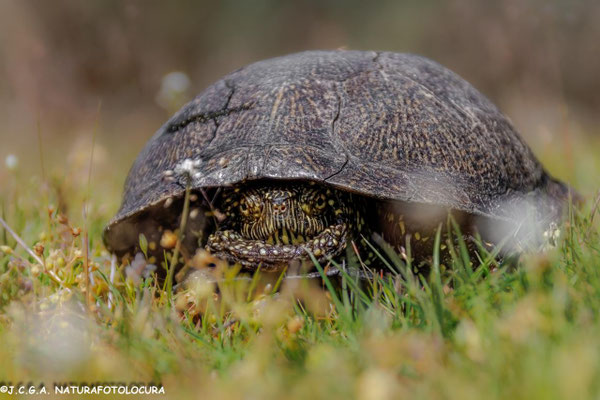 Galápago europeo (Emys orbicularis). Foto: Juan Carlos Galey