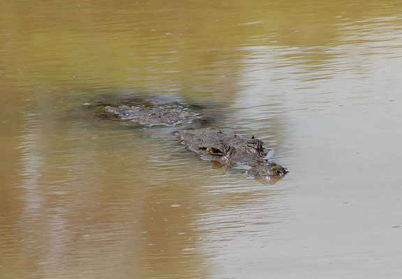 West African crocodyle (Crocodylus suchus), by Gabriela