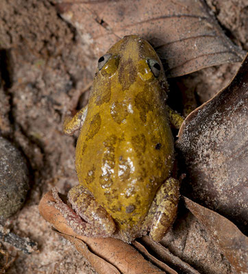 Smiling running frog (Kassina fusca)