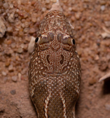 Mograbin diadem snake (Spalerosophis dolichospilus), head detail