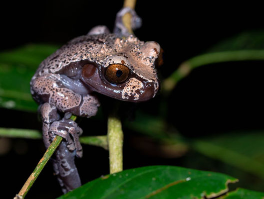 Coronated treefrog (Triprion spinosus)
