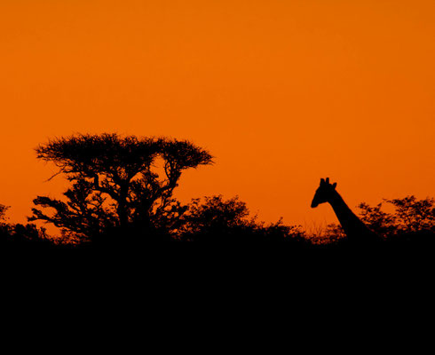 Another sunset with giraffe