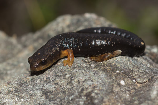 Red footed salamander (Bolitoglossa pesrubra)