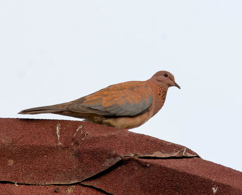 Laughing dove (Spilopelia senegalensis), very common in all the trip