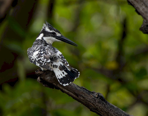Pied Kingfisher (Ceryle rudis)