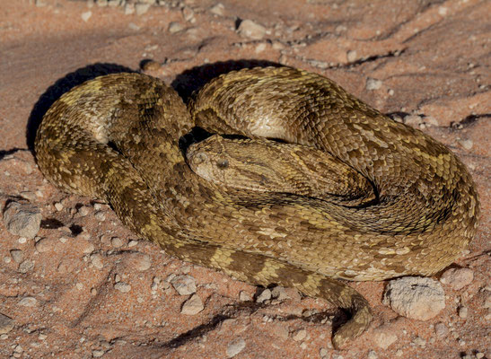Puff adder (Bitis arietans). Yellow morph.