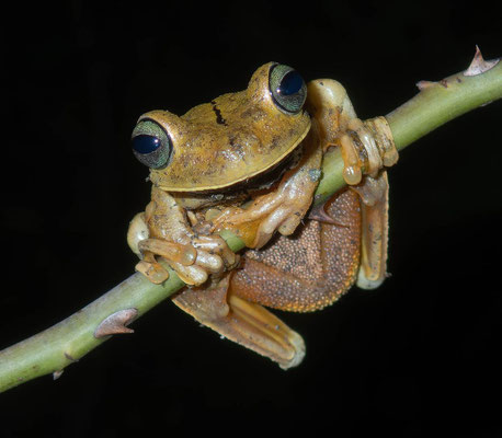Gladiator tree frog (Hypsiboas rosenbergi)