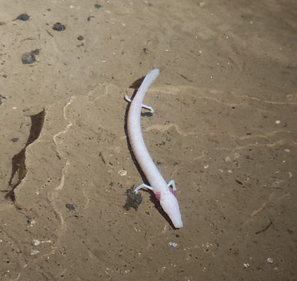 Olm (Proteus anguinus)