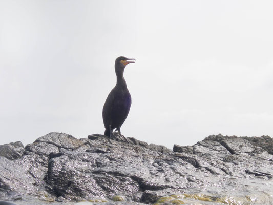 Cormorán moñudo (Phalacrocorax aristotelis), muy confiados desde el agua