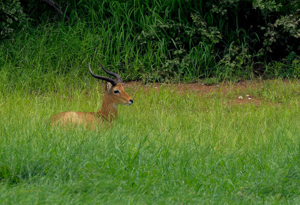 Buffon's kob (Kobus kob kob), male