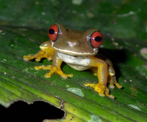 Red eyed tree frog (Duellmanohyla rufioculis)