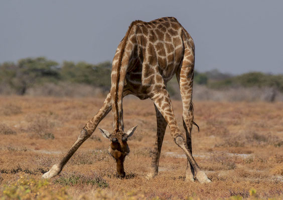 Giraffe (Giraffa cameleopardis). I didn't know they could lower the head like that to graze grass.