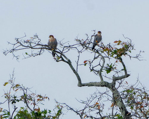 Red-necked Falcons (Falco chicquera)
