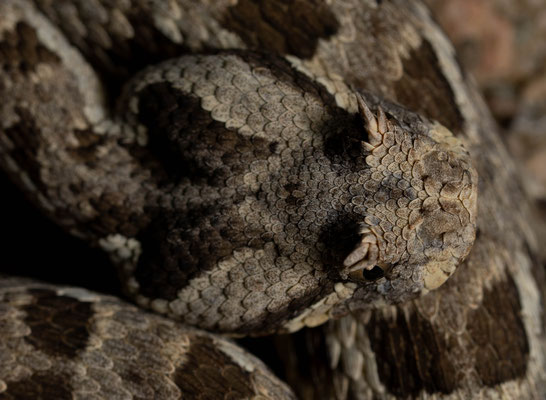 Many-horned adder (Bitis cornuta), head pattern