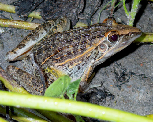 Sharp-nosed grass frog (Ptychadena oxyrhynchus)