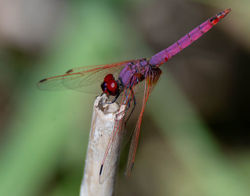 Trithemis annulata. Marjal de Almenara (Foto de archivo).