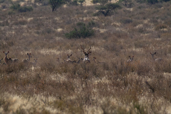 Greater kudu (Tragelaphus strepsiceros). Big male with his female harem.