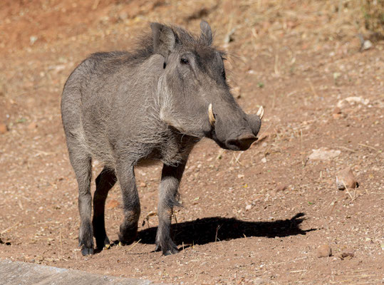 Warthog (Phacochoerus africanus)