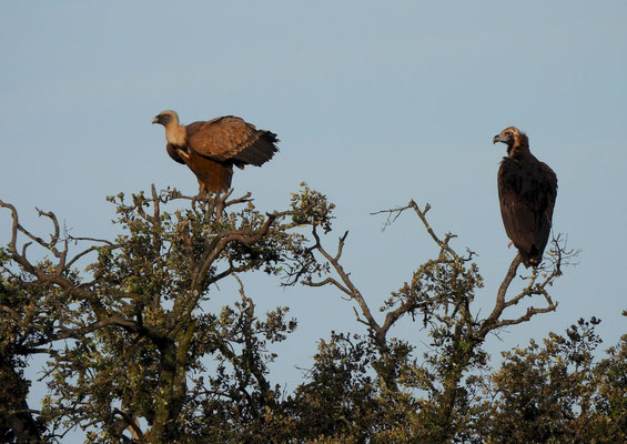 Buitres negros (Aegypius monachus) y leonados (Gyps fulvus). Foto: Javier Burgos