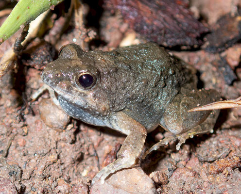 Phrynobatrachus sp.