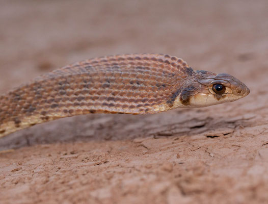 False cobra (Rhagheris moilensis), hooding behaviour