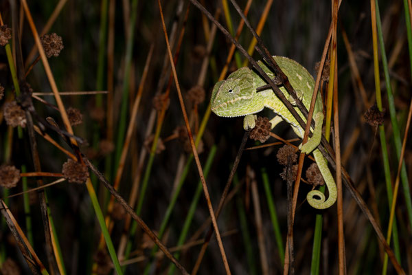 Camaleón común (Chamaeleo chamaeleon). Foto de Anxo.