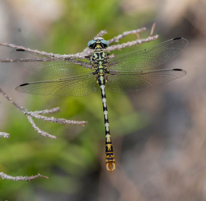 Onychogomphus cazuma, macho