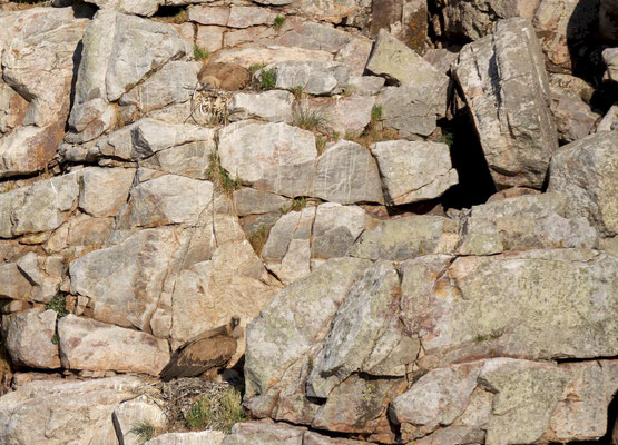 Nidos de buitre leonado (Gyps fulvus), en la última mañana en Monfragüe