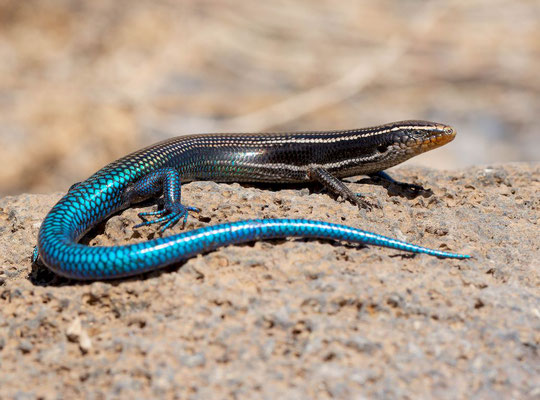 Gran Canaria skink (Chalcides sexlineatus sexlineatus), juvenile