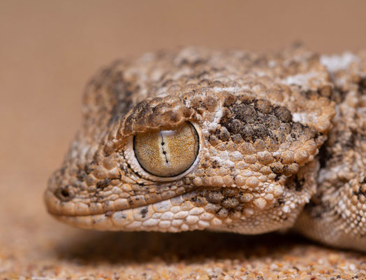 Helmeted gecko (Tarentola chazaliae)