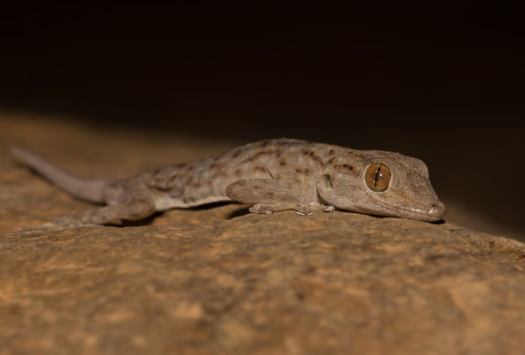 Algerian fan-fingered gecko (Ptyodactylus oudrii)