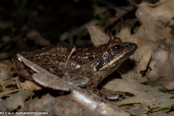 Rana patilarga (Rana iberica). Foto: Juan Carlos Galey