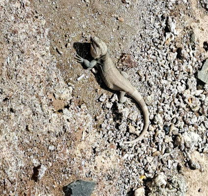 A very big Gran Canaria lizard (Gallotia stehlini) near the beach