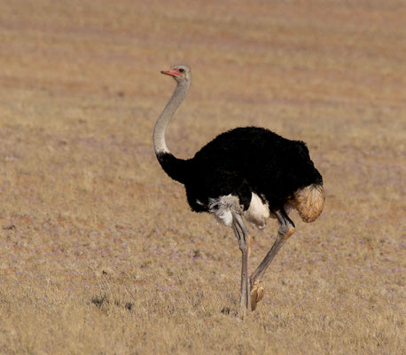 A wild ostrich (Strutio camelus), on the way to Rosh Pinah