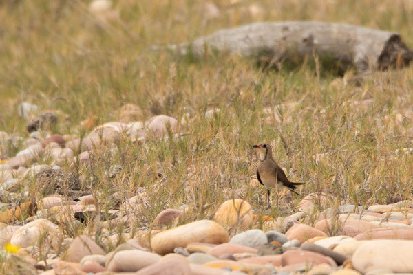 Canastera (Galerola pranticola), foto de César