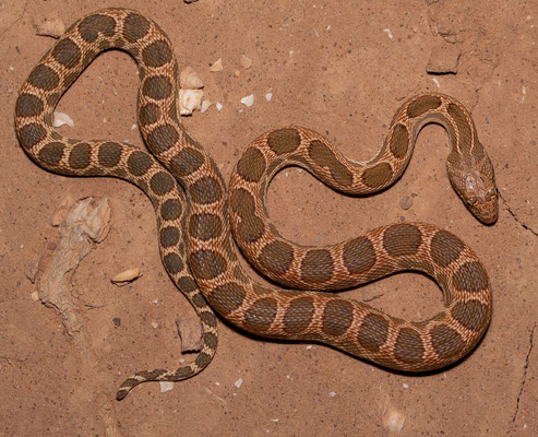 Mograbin diadem snake (Spalerosophis dolichospilus), incredible pattern