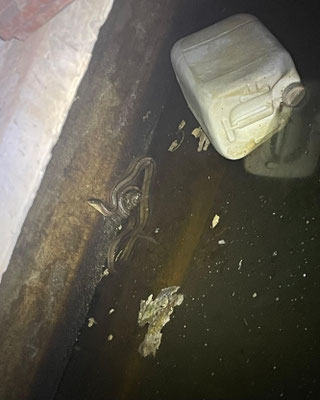 Culebra de escalera (Zamenis scalaris), atrapada en un aljibe