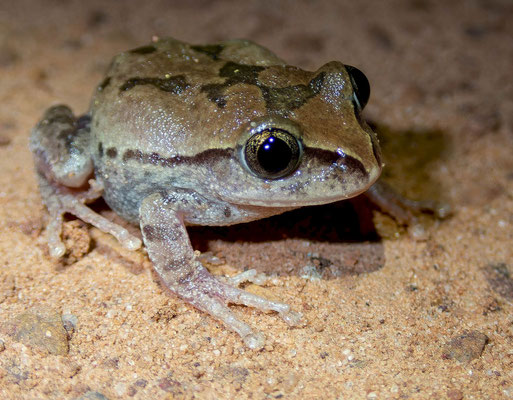 Green tree frog (Leptopelis viridis)