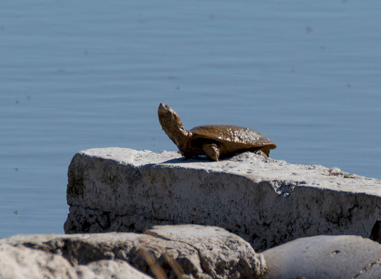 Marsh terrapin (Pelomedusa subrufa), at the waterhole