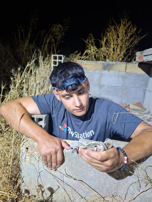 César en acción rescatando la culebra de cogulla